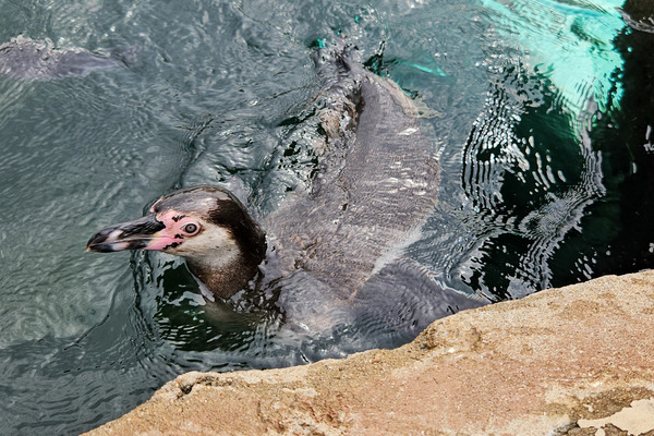 Alwis, Patenpinguin der WIS Spreewald chillt im Wasser im Spreewelten Bad